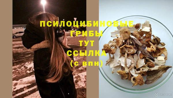 сатива Аркадак